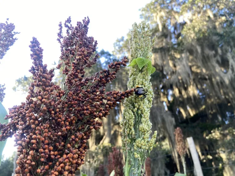 Sorghum bicolor 'Sugar Drip' flowers and fruit