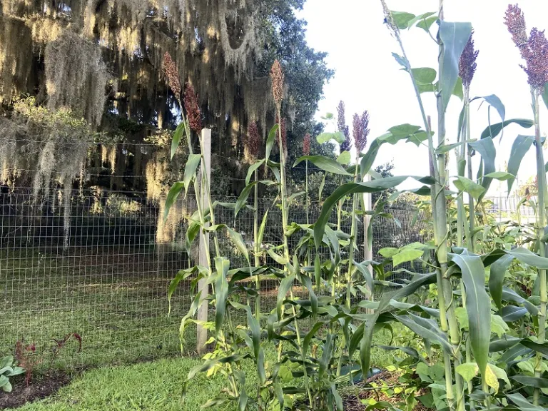Sorghum bicolor 'Sugar Drip' habit