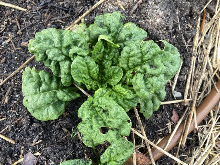 Spinacia oleracea 'Winter Bloomsdale' foliage