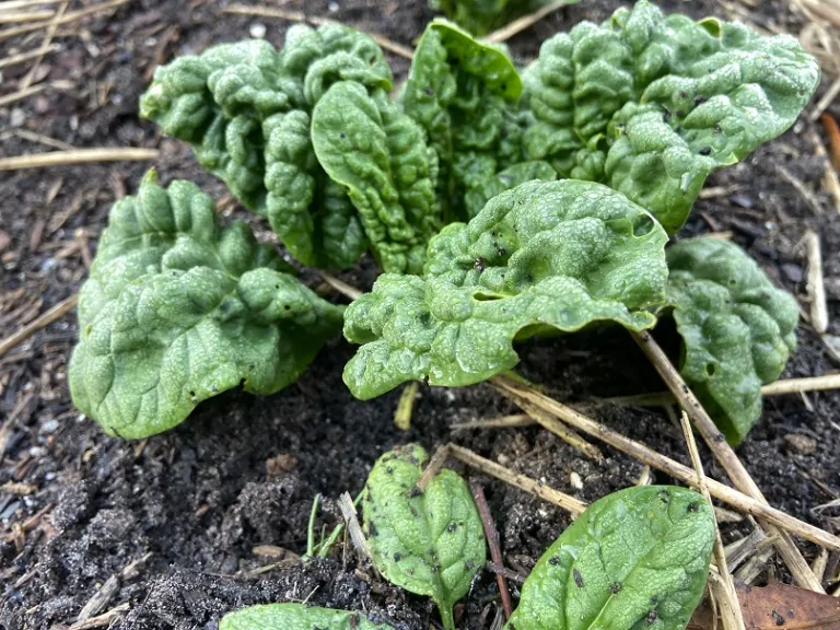 Spinacia oleracea 'Winter Bloomsdale' habit
