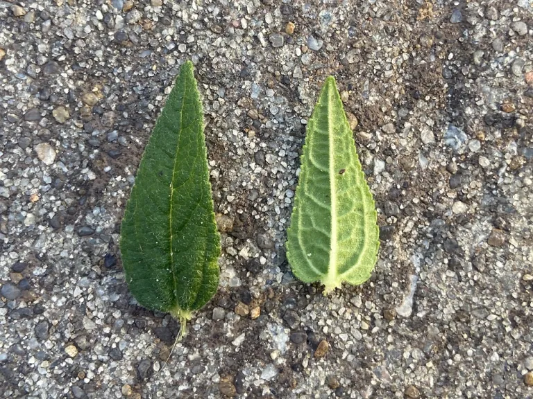 Stachys caroliniana leaf front and back
