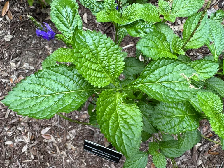 Stachytarpheta cayennensis foliage