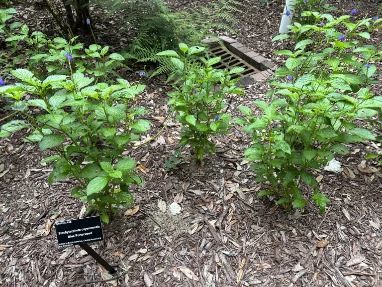 Stachytarpheta cayennensis flowering habit