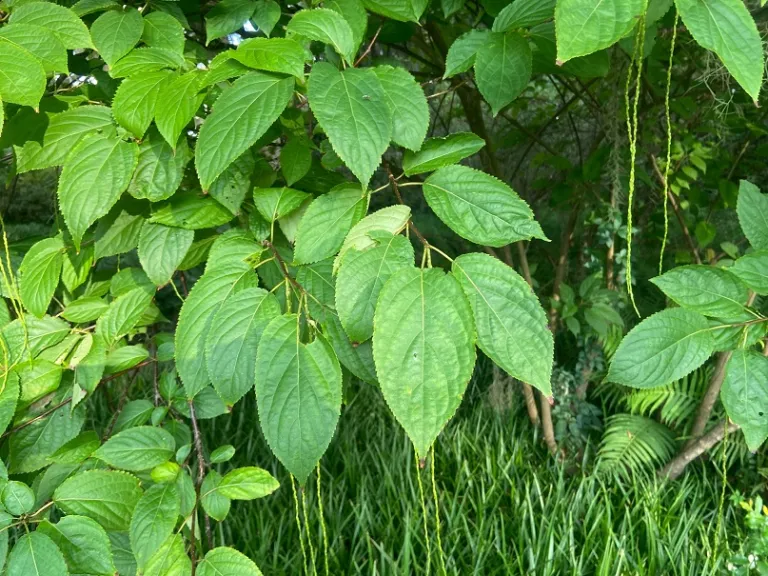 Stachyurus praecox foliage