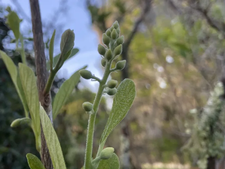 Styrax grandifolius flower buds