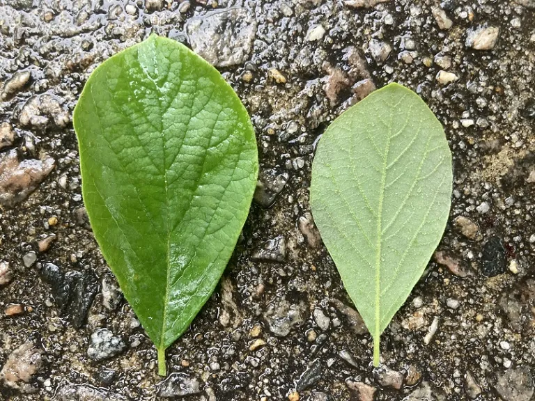 Styrax grandifolius leaf front and back