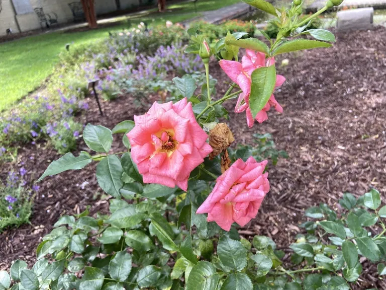  Rosa 'KORfocgri' (Summer Sun™) flower later