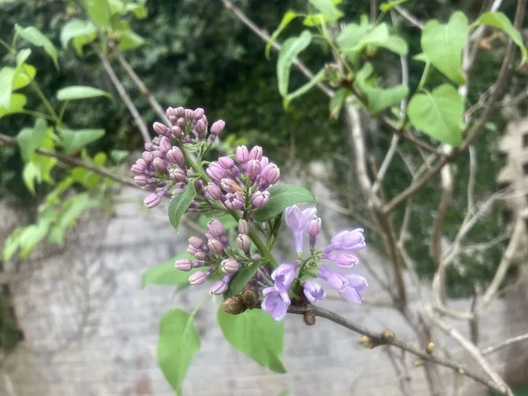 Syringa vulgaris 'Elsdancer' (Tiny Dancer™) flower buds