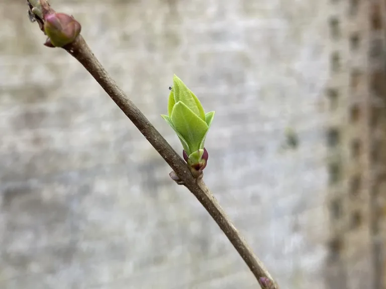 Syringa vulgaris 'Elsdancer' (Tiny Dancer™) leaves emerging