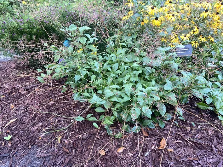 Talinum paniculatum flowering and fruiting habit