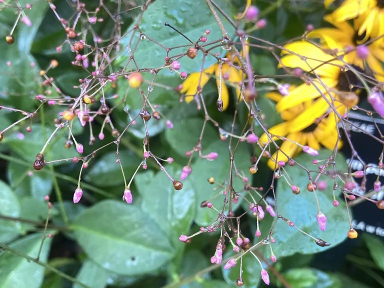 Talinum paniculatum flowers and fruit