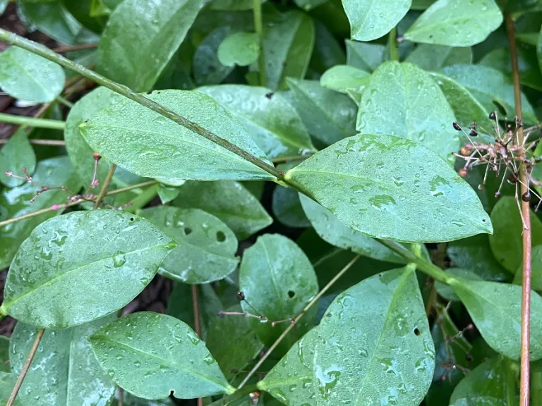 Talinum paniculatum foliage