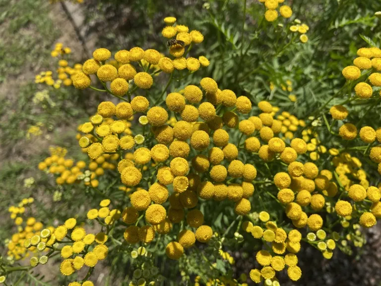 Tanacetum vulgare flowers