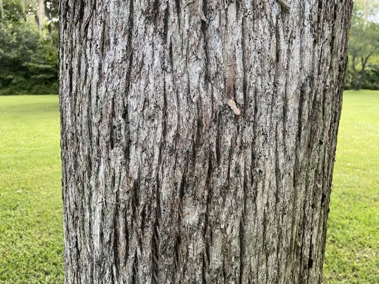 Taxodium distichum bark