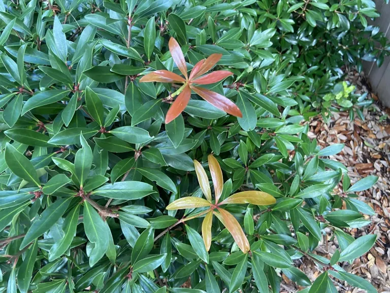 Ternstroemia gymnanthera 'Conthery' (Bronze Beauty™) new foliage