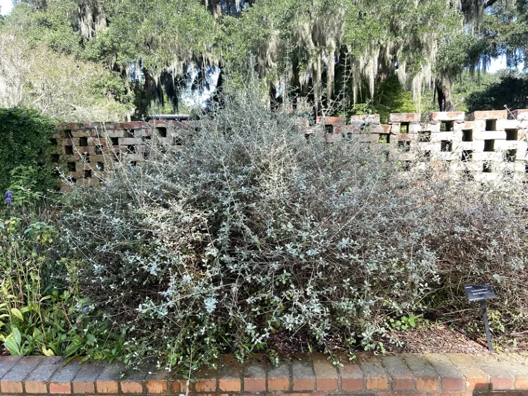 Teucrium fruticans habit