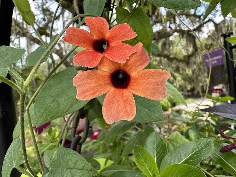 Thunbergia alata 'Blushing Susie' flower