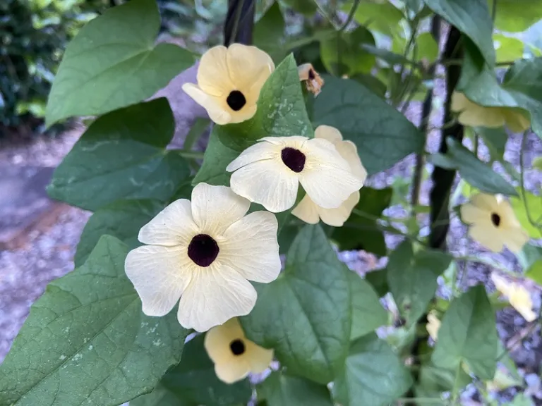 Thunbergia alata 'Amber Eyes' flowers