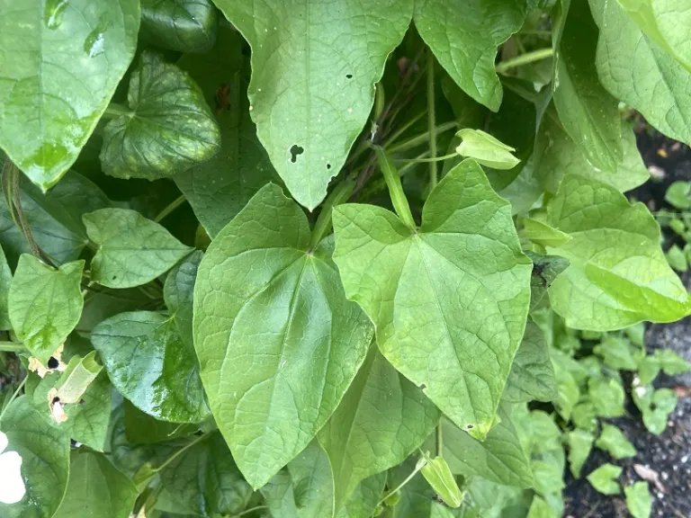 Thunbergia alata 'PAS884644' (Susie™ White With Eye) foliage