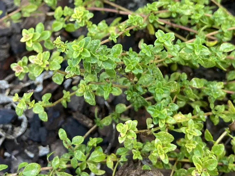 Thymus × citriodorus foliage