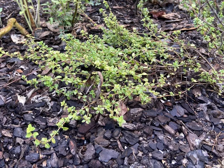Thymus × citriodorus habit