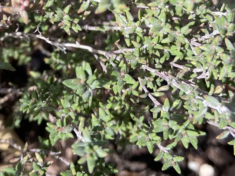 Thymus vulgaris foliage