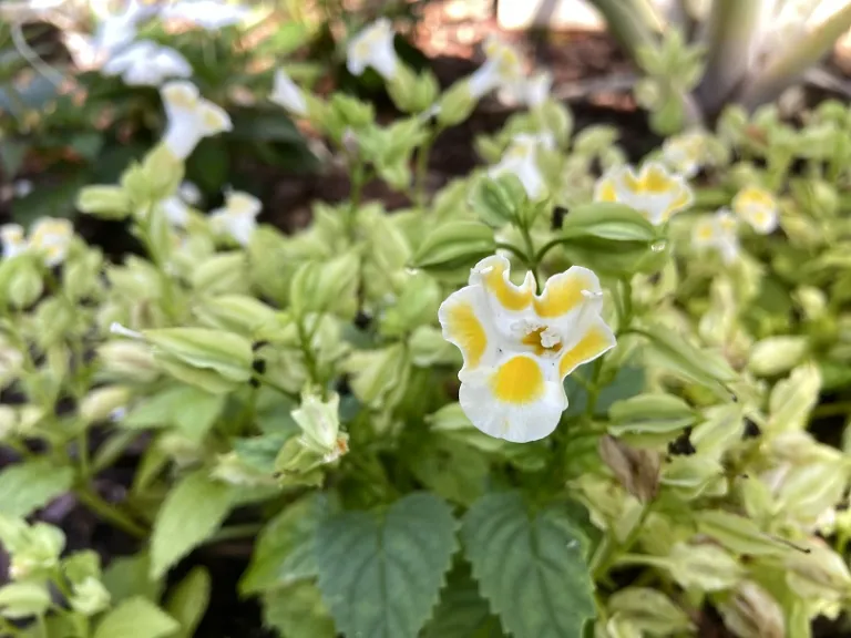 Torenia fournieri 'PAS786694' (Kauai™ Lemon Drop) flower