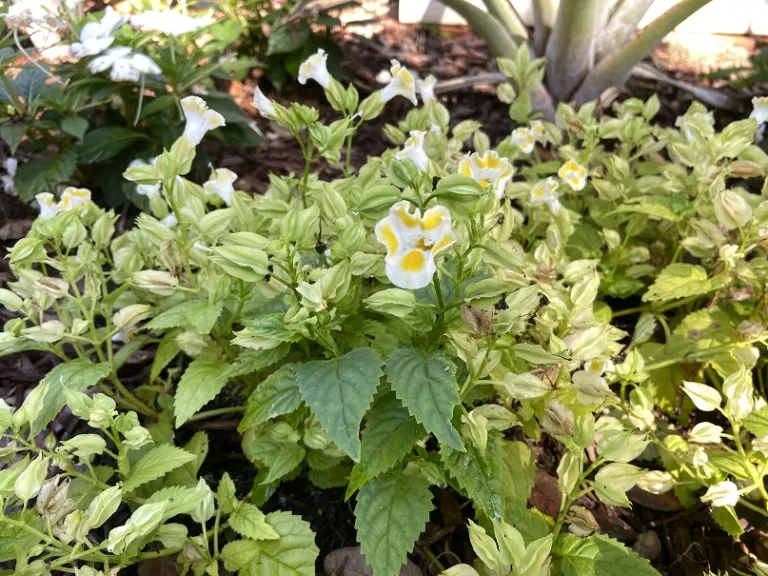 Torenia fournieri 'PAS786694' (Kauai™ Lemon Drop) flowering habit