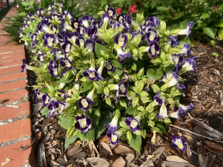 Torenia fournieri 'PAS904522' (Kauai™ Blue & White) flowering habit