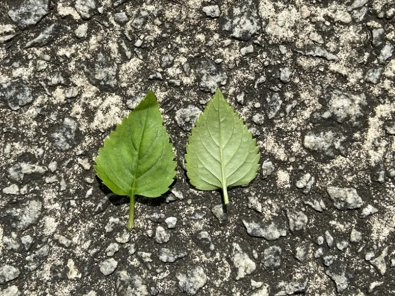 Torenia fournieri (Kauai™ Mixture) leaf front and back