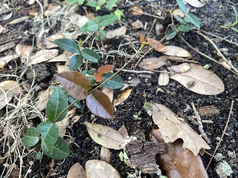 Trachelospermum asiaticum 'Ōgon-nishiki' foliage