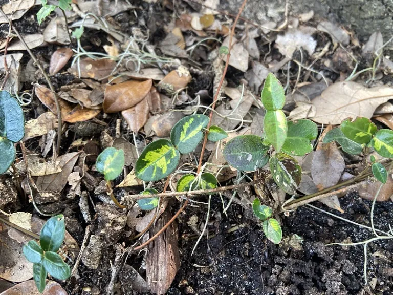 Trachelospermum asiaticum 'Ōgon-nishiki' foliage