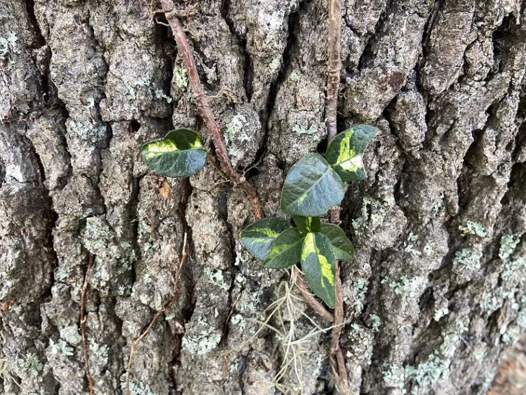vTrachelospermum asiaticum 'Ōgon-nishiki' habit