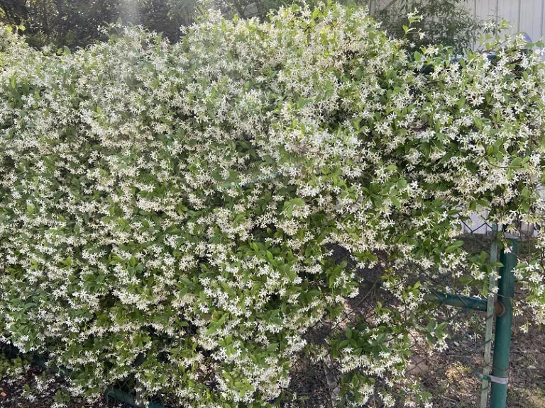 Trachelospermum jasminoides flowering habit