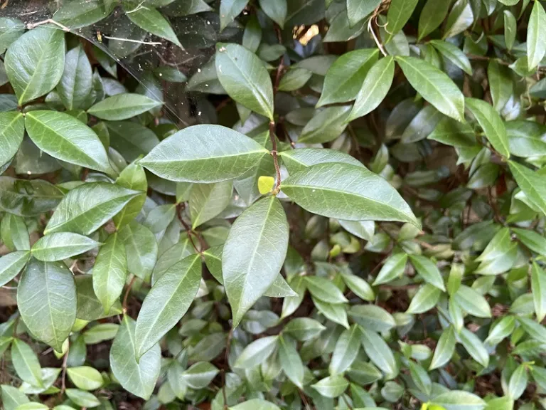 Trachelospermum jasminoides foliage
