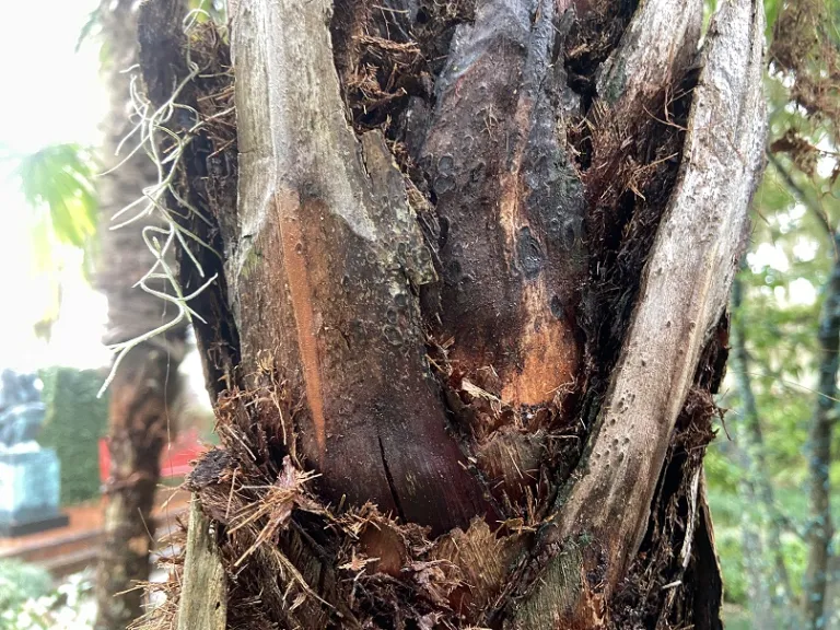 Trachycarpus fortunei trunk