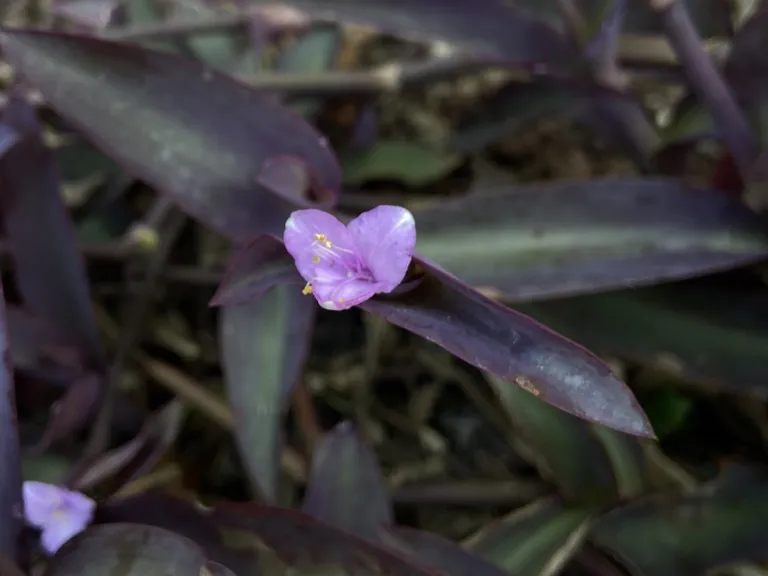 Tradescantia pallida 'Purpurea' flower