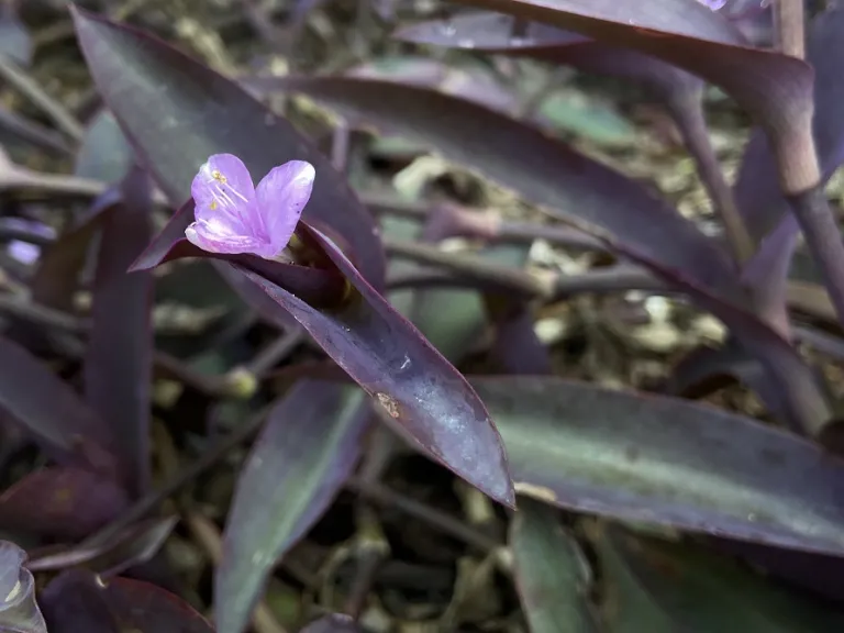 Tradescantia pallida 'Purpurea' flower