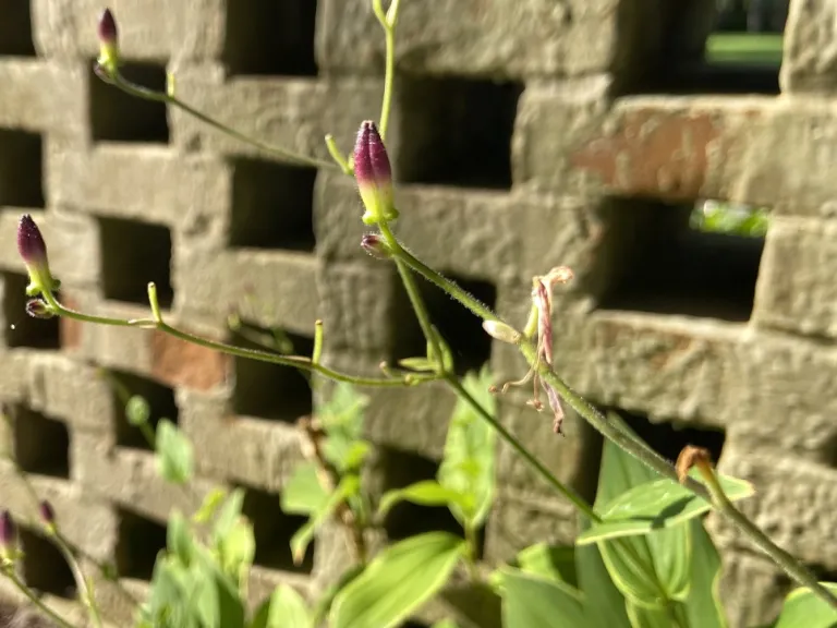 Tricyrtis formosana 'Gilt Edge' flower bud
