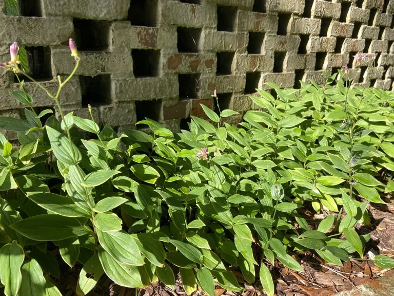 Tricyrtis formosana 'Gilt Edge' flowering habit