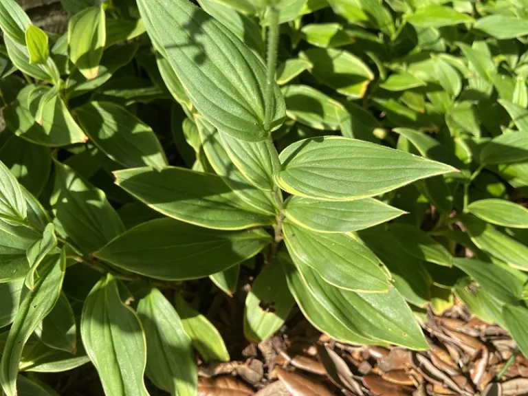 Tricyrtis formosana 'Gilt Edge' foliage