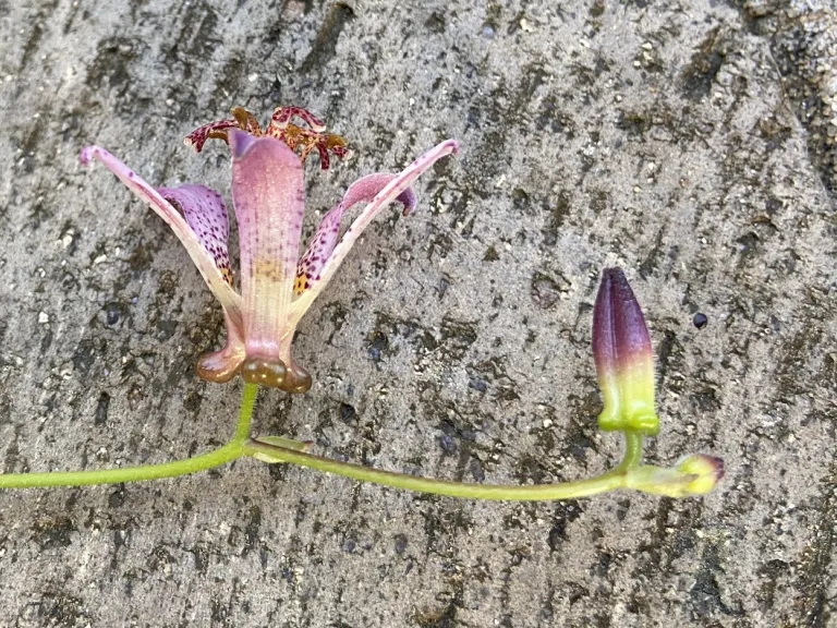 Tricyrtis formosana 'Samurai' flower and flower bud