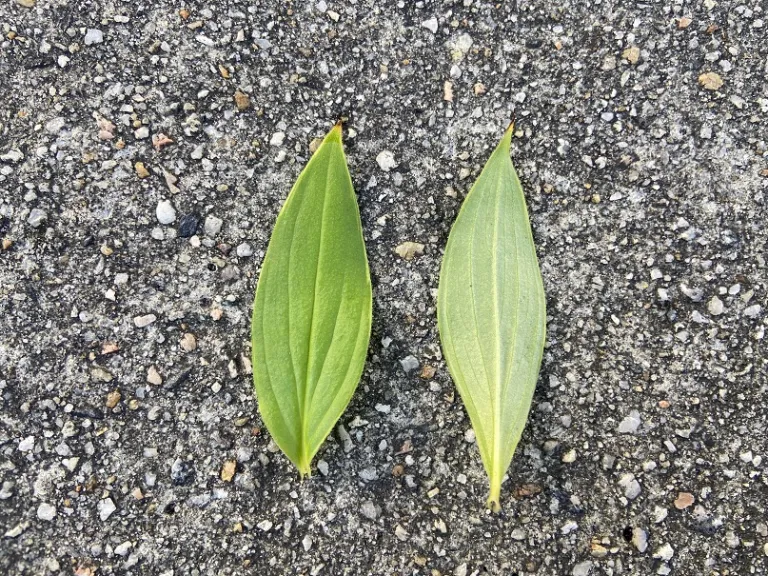 Tricyrtis formosana 'Samurai' leaf front and back