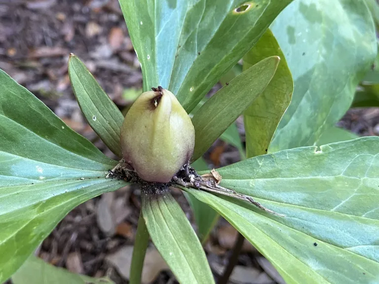 Trillium maculatum fruit