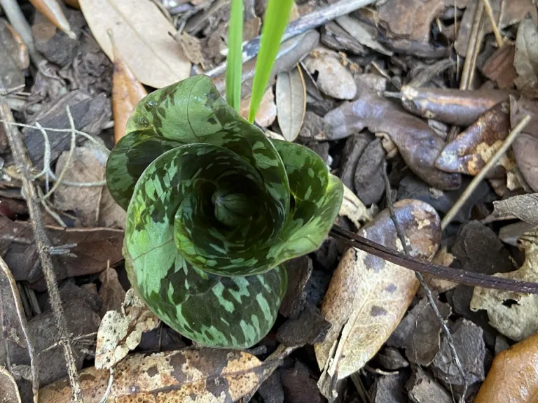 Trillium maculatum leaf emerging