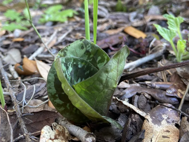 Trillium maculatum leaf emerging