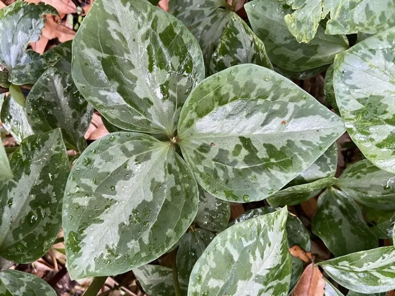 Trillium maculatum leaf