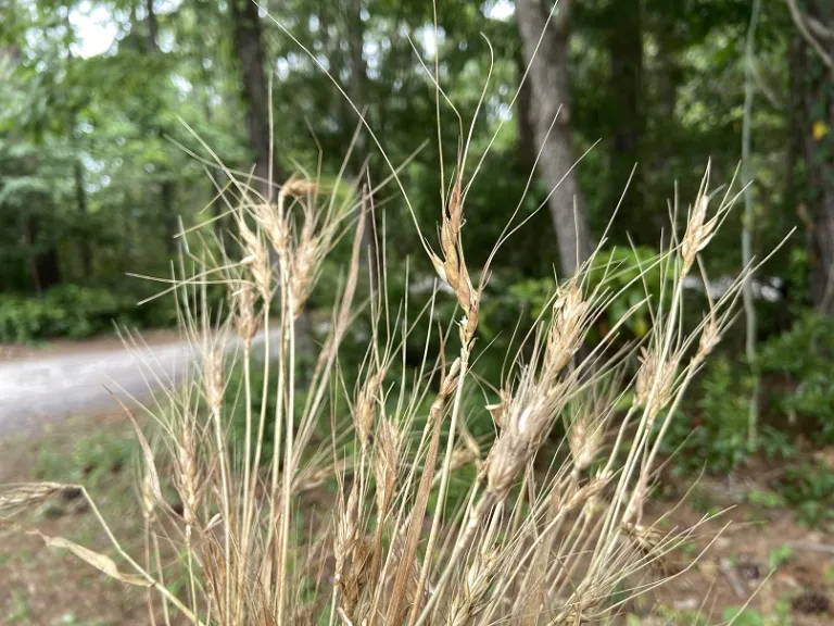 Triticum aestivum 'NuEast' fruit