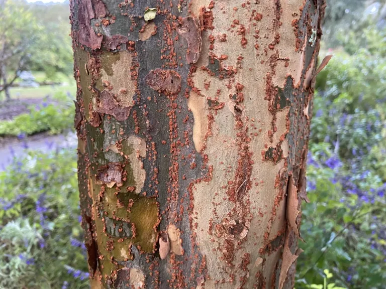 Ulmus parvifolia 'UPTMF' (Bosque®) bark