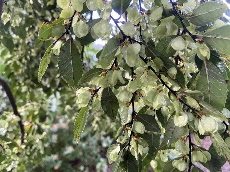 Ulmus parvifolia 'UPTMF' (Bosque®) fruit